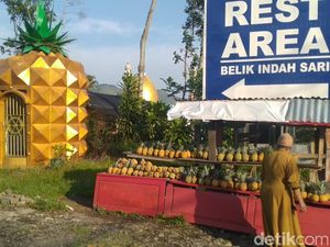 Mengenal Cikal Bakal Nanas Madu Pemalang sejak 1942