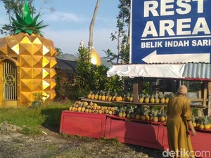 Mengenal Cikal Bakal Nanas Madu Pemalang sejak 1942