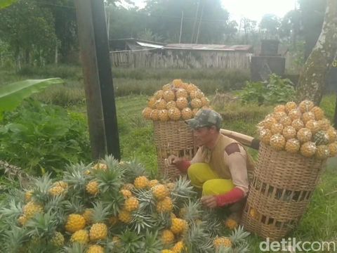 Nanas madu, salah satu ikon khas Kabupaten Pemalang.