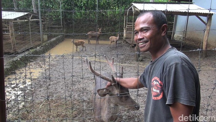 Penangkaran Rusa di Lembah Paniisan Subang.