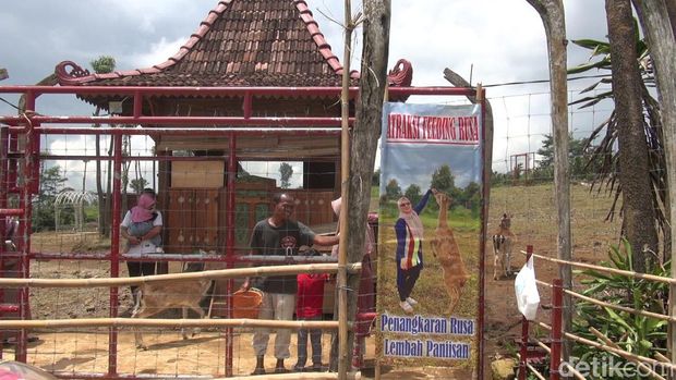 Pengkaran rusa di Lembah Paniisan Subang.