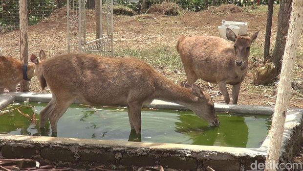 Pengkaran rusa di Lembah Paniisan Subang.