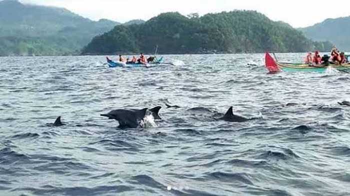 Lumba-lumba yang ada di Pulau Teluk Kiluan, Lampung . (Foto: Istimewa)