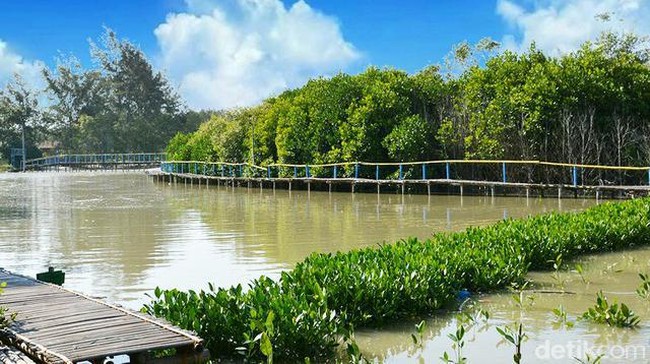 5 Rekomendasi Wisata Mangrove di Pantai Timur Sumut, Seru dan Sejuk