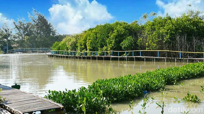 Wisata Mangrove.