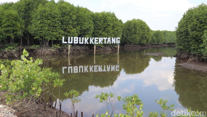 Wisata Mangrove.
