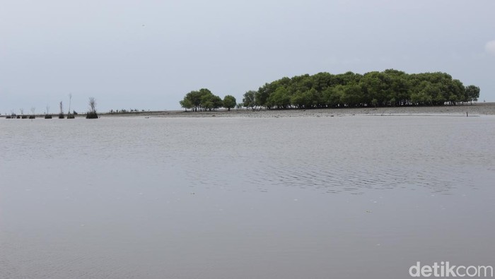 Wisata Mangrove.