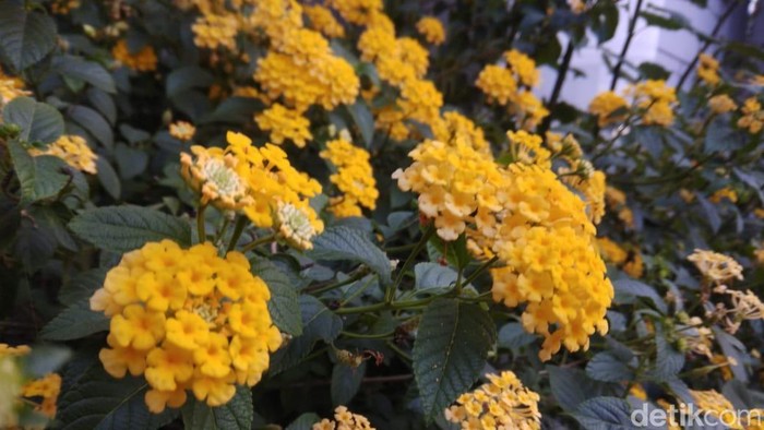 Bunga Lantana. Foto diunggah pada Minggu (18/9/2022).