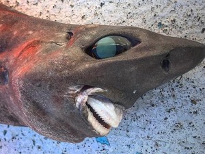 Nelayan Temukan Hiu Misterius dengan Mata Melotot