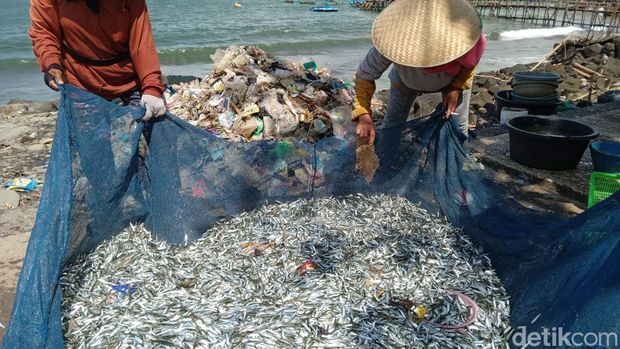 Nelayan Pangandaran memilah ikan layang di antara sampah yang ikut terjaring