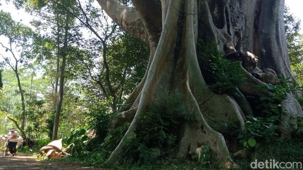 Pohon Leses raksasa di Boyolali.