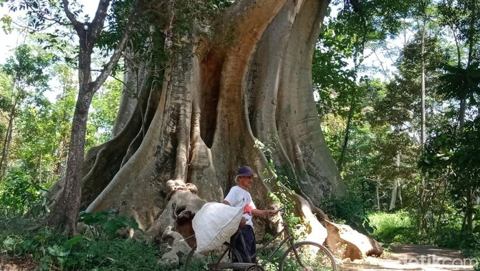 Pohon leses raksasa di Boyolali.