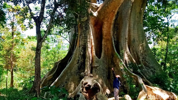 Pohon leses di Mojosongo, Boyolali. Foto diambil pada Minggu (18/9/2022).