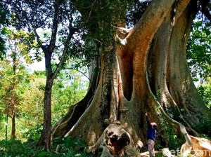 Pesona Pohon Raksasa di Mojosongo Boyolali, Konon Umurnya Ratusan Tahun