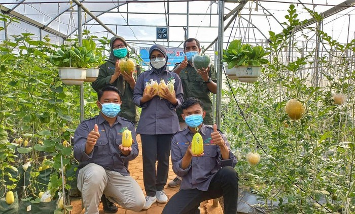 Politeknik Negeri Lampung telah mengembangkan melon oriental makuwauri