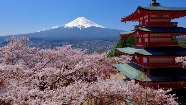 Musim bunga Sakura bermekaran juga dapat dinikmati di Taman Arakurayama Sengen. Lanskap ini menawarkan keindahan bunga sakura dipadu dengan bangunan khas pagoda dan latar belakang Gunung Fuji yang megah. Musim bunga Sakura bermekaran juga dapat dinikmati di Taman Arakurayama Sengen. Lanskap ini menawarkan keindahan bunga sakura dipadu dengan bangunan khas pagoda dan latar belakang Gunung Fuji yang megah.