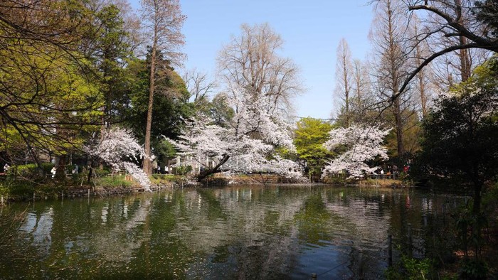 Keindahan bunga sakura bisa dijumpai dibeberapa lokasi di Jepang. Nah, berikut ini merupakan deretan spot menarik untuk menikmati bunga tersebut.