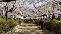 Deretan Spot Menarik Menikmati Keindahan Bunga Sakura Di Jepang