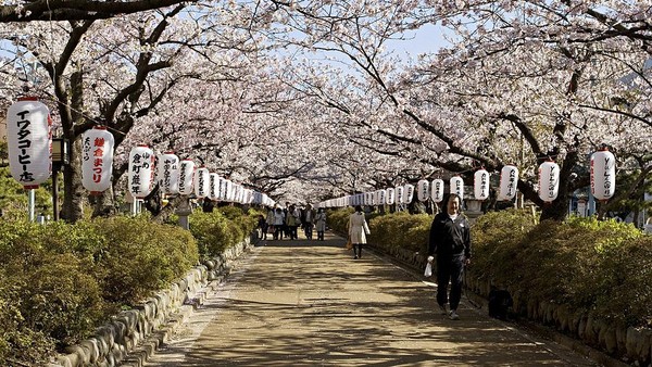 Yang paling terkenal di Tokyo yakni jalur Wakamiyaoji di Kamakura. Jalur ini membuat Anda terpana dengan deretan bunga saukra yang berkemaran menuju Kuil Tsurugaoka Hachimangu.