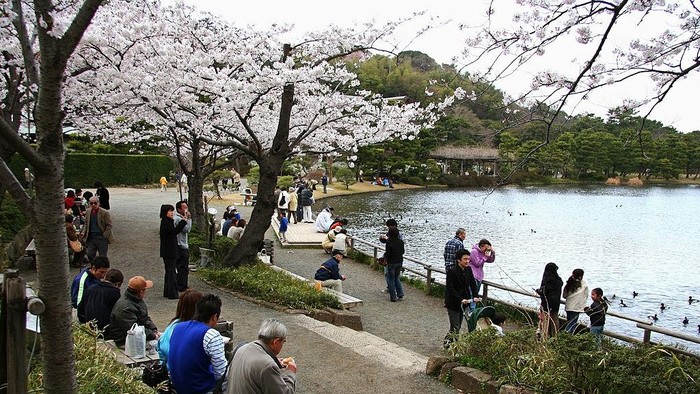 Keindahan bunga sakura bisa dijumpai dibeberapa lokasi di Jepang. Nah, berikut ini merupakan deretan spot menarik untuk menikmati bunga tersebut.