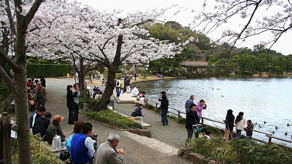 Spot menikmati bunga sakura juga bisa Anda nikmati di kawasan Yokohama.