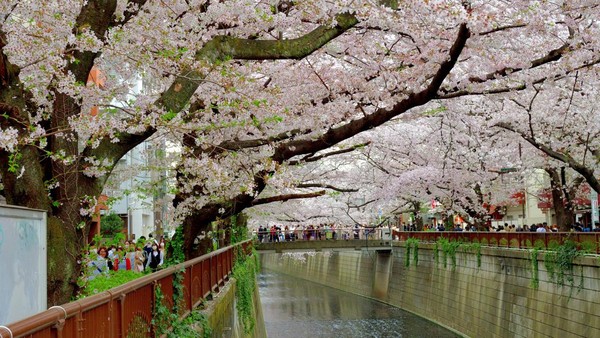 Di sepanjang Sungai Meguro, Tokyo, juga terdapat deretan bunga sakura yang berkemaran. Syahdu banget. Di sepanjang Sungai Meguro, Tokyo, juga terdapat deretan bunga sakura yang berkemaran. Syahdu banget.