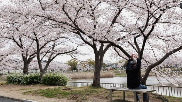 Taman Nagoya juga menawarkan bunga sakura yang bermekaran. Menikmati mekarnya bunga sakura merupakan tradisi Jepang kuno yang masih dilakukan sampai saat ini.