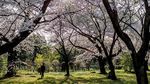 Deretan Spot Menarik Menikmati Keindahan Bunga Sakura di Jepang