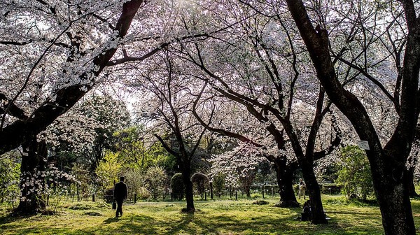 Kebun Raya Koishikawa, Tokyo, semakin indah dengan mekarnya bunga sakura. Ribuan orang berkumpul unuk melakukan tradisi berabad-abad dan piknik di bawah pohon. Syahdu banget.