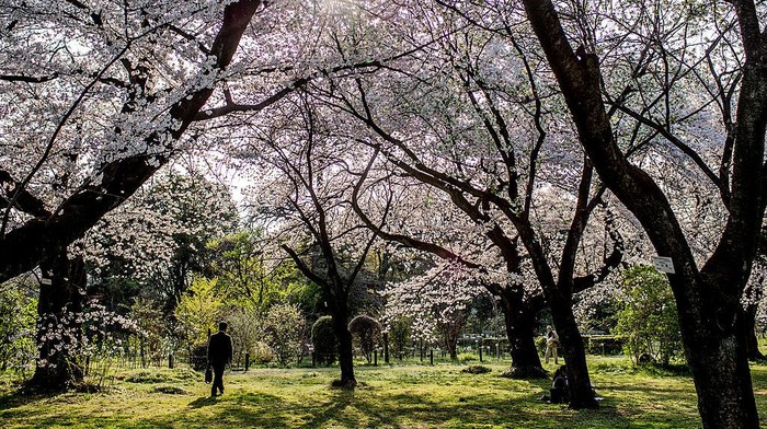 Deretan Spot Menarik Menikmati Keindahan Bunga Sakura di Jepang Keindahan bunga sakura bisa dijumpai dibeberapa lokasi di Jepang. Nah, berikut ini merupakan deretan spot menarik untuk menikmati bunga tersebut.