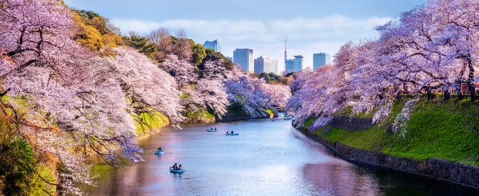 Keindahan bunga sakura bisa dijumpai dibeberapa lokasi di Jepang. Nah, berikut ini merupakan deretan spot menarik untuk menikmati bunga tersebut.