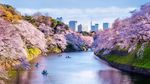 Deretan Spot Menarik Menikmati Keindahan Bunga Sakura di Jepang