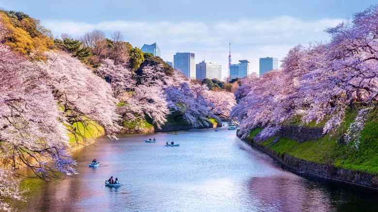 Keindahan bunga sakura bisa dijumpai dibeberapa lokasi di Jepang. Nah, berikut ini merupakan deretan spot menarik untuk menikmati bunga tersebut.