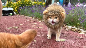 Singga MGM. Foto: Reddit