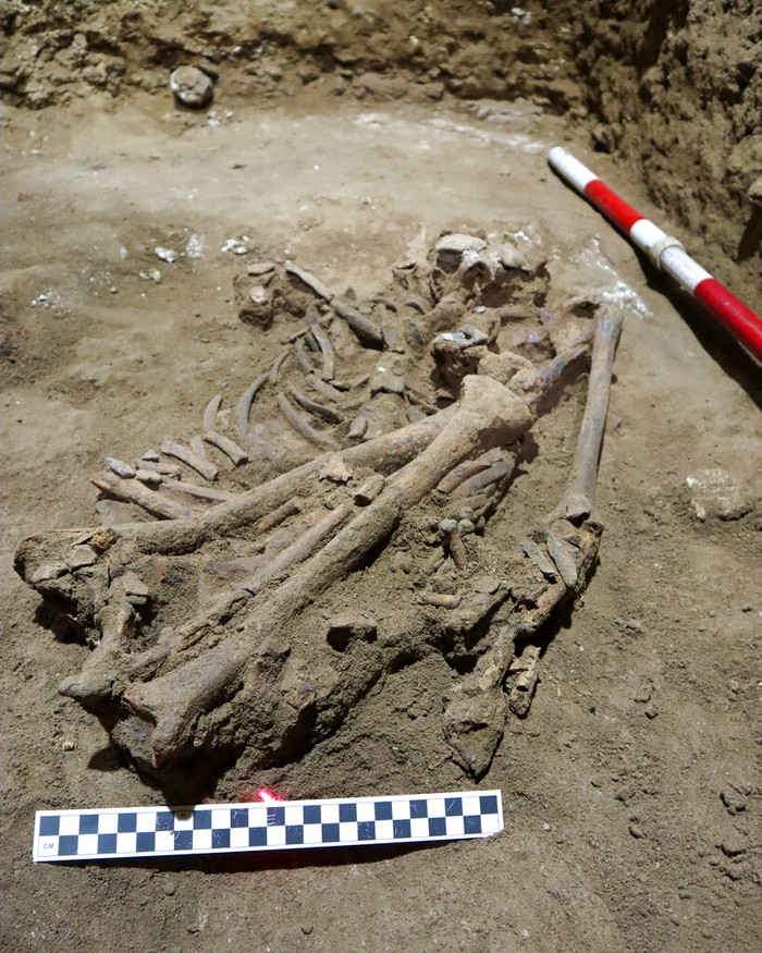 Fosil di Kalimantan Ini Jadi Bukti Amputasi Pertama di Dunia Dr Tim Maloney and Andika Priyatno work at the site in a cave in East Kalimantan, Borneo, Indonesia, March 2, 2020. The remains, which have been dated to 31,000 years old, mark the oldest evidence for amputation yet discovered. And the prehistoric βsurgeryβ could show that humans were making medical advances much earlier than previously thought, according to the study published Wednesday, Sept. 7, 2022 in the journal Nature. (Tim Maloney/Griffith University via AP)