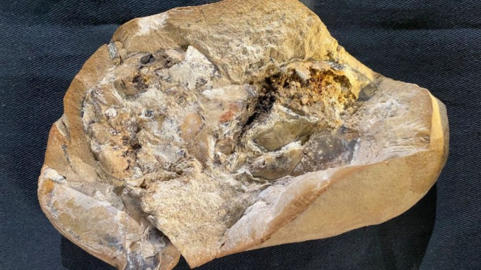 Fosil jantung tertua
