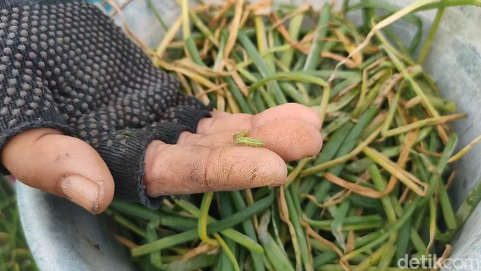 Hama ulat hijau menyerang lahan pertanian bawang merah di Srikayangan, Sentolo, Kulon Progo, DIY, Senin (19/9/2022).