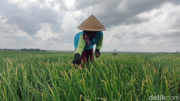 Hama ulat hijau menyerang lahan pertanian bawang merah di Srikayangan, Sentolo, Kulon Progo, DIY, Senin (19/9/2022).