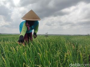 Anak Muda Daerah Didorong Manfaatkan Lahan Tidur Jadi Begini