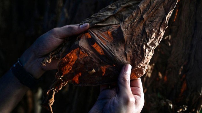 TOPSHOT - A man checks a dry tobacco for cigars at a tobacco home industry in Paya Tumpi, a tourism village in Takengon, central of Aceh province on September 18, 2022. (Photo by Chaideer MAHYUDDIN / AFP) (Photo by CHAIDEER MAHYUDDIN/AFP via Getty Images)