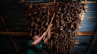 Setelah kering, daun diangkat untuk diproses ke tahap selanjutnya.