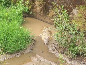 Kakek di Lampung Selatan Diterkam Buaya Saat Bersihkan Tanggul Tambak