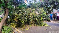 Pohon itu tumbang hingga menutup Jalan Margaguna, Jakarta Selatan