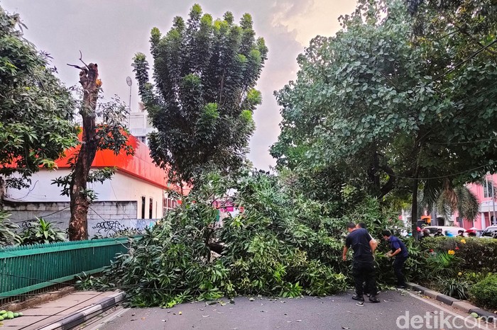 Sebuah pohon tumbang akibat angin kencang di Jalan Margaguna, Jakarta Selatan, Senin (19/9/2022). Akibat dari kejadian ini, satu buah mobil rusak akibat tertimpa pohon tersebut.