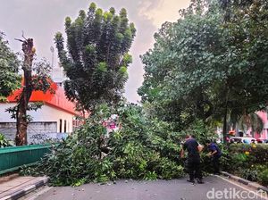 Pakar ITS: Pohon Tumbang Bukan Bencana Alam