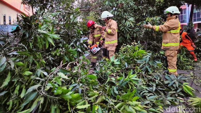Sebuah pohon tumbang akibat angin kencang di Jalan Margaguna, Jakarta Selatan, Senin (19/9/2022). Akibat dari kejadian ini, satu buah mobil rusak akibat tertimpa pohon tersebut.