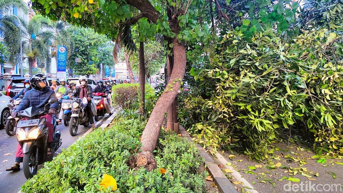 Sebuah pohon tumbang akibat angin kencang di Jalan Margaguna, Jakarta Selatan, Senin (19/9/2022). Akibat dari kejadian ini, satu buah mobil rusak akibat tertimpa pohon tersebut.