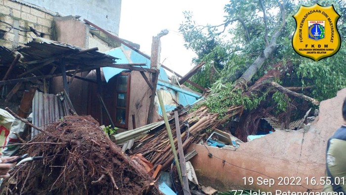 Pohon tumbang timpa rumah di Jagakarsa, Jaksel.
