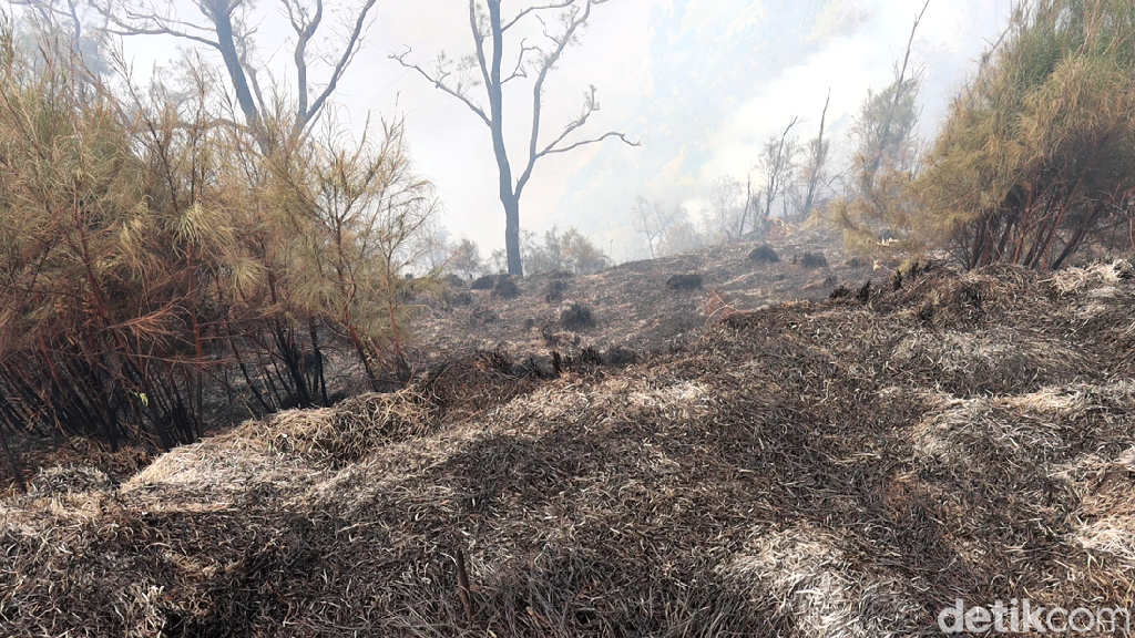 Penampakan 10 Hektare Lahan dan Hutan di Semeru Terbakar