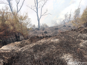 10 Hektare Lahan dan Hutan di Semeru Terbakar, 1 ODGJ Diamankan